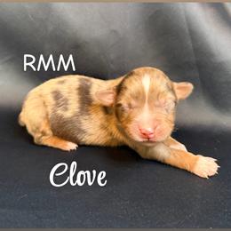 Clove - Red merle male Miniature Australian Shepherd puppy in Medical Lake, Washington from MAS Gone Rogue