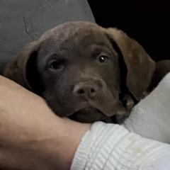 Chesapeake Bay Retriever Puppies from Rebecca's Chesapeake Bay Retrievers