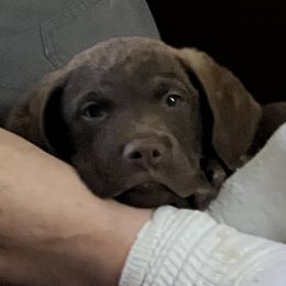 Chesapeake Bay Retriever Puppies from Rebecca's Chesapeake Bay Retrievers