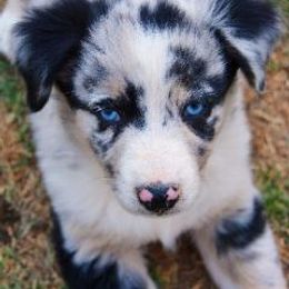 Australian Shepherd Puppies from Mott Ranch - Blazin' Sun Aussies