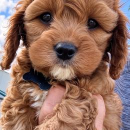 Nutmeg - Red female Cavapoo puppy in Mona, Utah from Hearts Full of Puppies