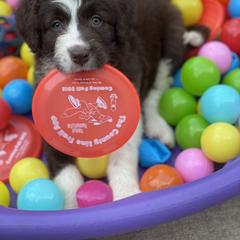 Bordoodle Puppies from Borders of Eby Eden