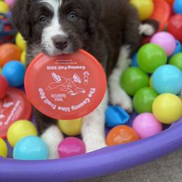 Bordoodle Puppies from Borders of Eby Eden