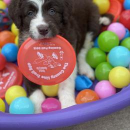 Bordoodle Puppies from Borders of Eby Eden