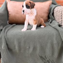 Coast - Fawn male Boxer puppy in Upper Sandusky, Ohio from Rock Run Homestead
