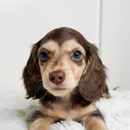 Kahlua - Chocolate and cream female Dachshund puppy in Redding, California from Jean & Mae Doxies