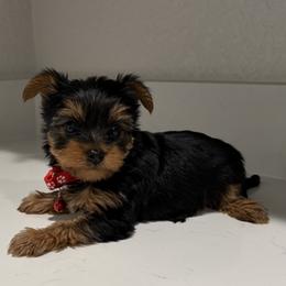 Male 1 - Black and gold male Yorkshire Terrier puppy in Killeen, Texas from Grand 7 Kennelz