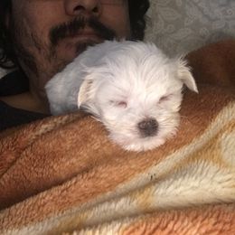 Maltese Puppies from Emotional Amor Support