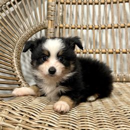 Toby - Black tri male Toy Australian Shepherd puppy in Puryear, Tennessee from A&W Toy Aussies
