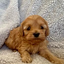 Oakley - Apricot male Cavapoo puppy in Milton, Pennsylvania from Nita's Poodle Pooche's