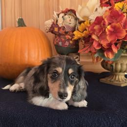 Dachshund Puppies from Mel's LowRider Ranch
