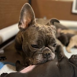 Coco - French Bulldog