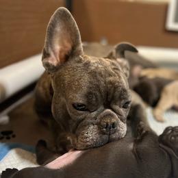Coco - French Bulldog