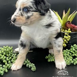 Jovie - Blue merle female Australian Shepherd puppy in Thornton, Colorado from 303 Aussies