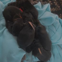 German Shepherd Puppies from Shepherds Vom BLR Haus