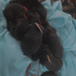 German Shepherd Puppies from Shepherds Vom BLR Haus