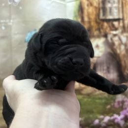 Lime Collar "Turkey" - Labrador Retriever puppy from Wolf Mountain Kennel