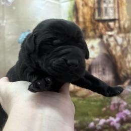 Lime Collar "Turkey" - Labrador Retriever puppy from Wolf Mountain Kennel