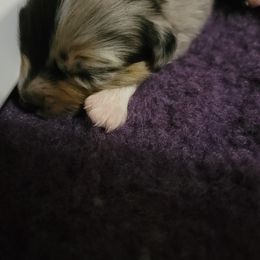 Australian Shepherd Puppies from Summit Australian Shepherds