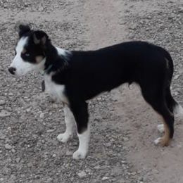 Border Collie Puppies from Burke BC’s