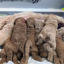 Double Doodle and Goldendoodle Puppies from Big Red Paw Doodles