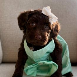 Blue Collar - Chocolate female Goldendoodle puppy in Blanchard, Oklahoma from Dream Doodles by Dondi