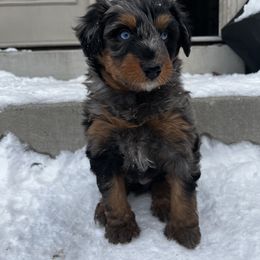 Aussiedoodle Puppies from Aussie Paws