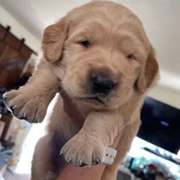 Boy 4 - Golden male Golden Retriever puppy in Yucaipa, California from Blessed Goldens