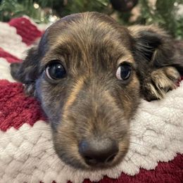 Dachshunds from Lone Star Longhair Dachshunds