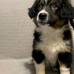 Miniature Australian Shepherd Puppies from Arch Hill Mini Aussies