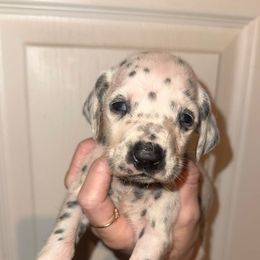 Snowball - White and black female Dalmatian puppy in Bremen, Georgia from Clark’s Dalmatians