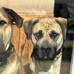Boerboels and Cane Corso from Cross Canine