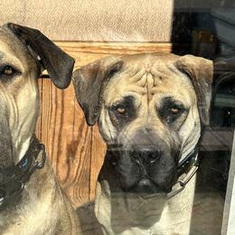 Boerboels and Cane Corso from Cross Canine