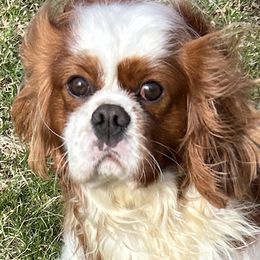 Bailey - Cavalier King Charles Spaniel