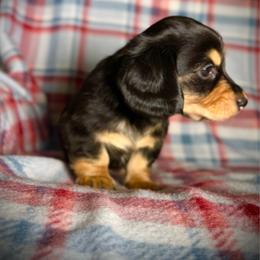 Bandit - Black and cream male Dachshund puppy in Magnolia, Texas from Hillyard Ranch