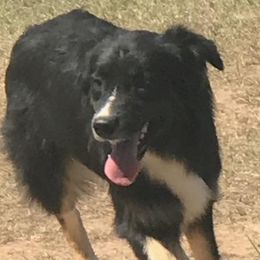 Sadie (SOLD) (Bad Moon Rising) (SOLD)) - Black tri Miniature Australian Shepherd puppy in Smiths Station, Alabama from Double T Mini Aussies