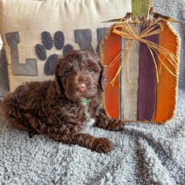 Goldendoodle Puppies from Texas Bello Doodles