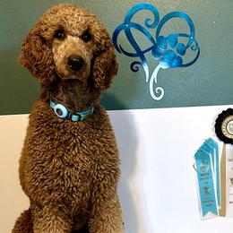 Lucy - Poodle