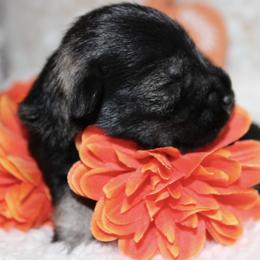 Miniature Schnauzer Puppies from Mystic Miniature Schnauzers