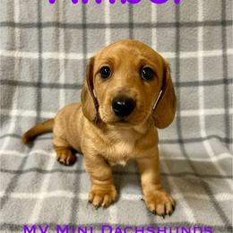 Amber - Dapple female Dachshund puppy in Carlsbad, Texas from MV Mini Dachshunds