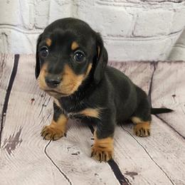 Boone - Black and tan male Dachshund puppy in Anaconda, Montana from Williams Family Dachshunds