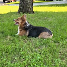Pembroke Welsh Corgi puppies from The Comma Corgis
