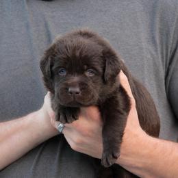 Alexander Hamilton - Chocolate male Labrador Retriever puppy in Morriston, Florida from Penny Lane Labradors