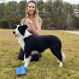 Erie - Border Collie