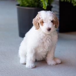 Camden - Yellow and white female Bernedoodle puppy in Camden, North Carolina from Luv My Doodle