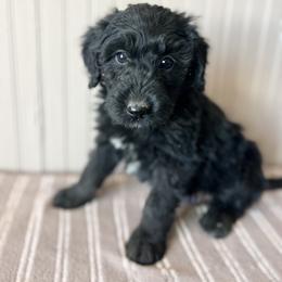 Bay - Phantom female Bernedoodle puppy in Clarinda, Iowa from Root and Branch Bernedoodles
