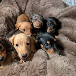 Dachshund Puppies from Goldie Girls Ranch Dachshunds