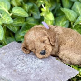 Purple - Red female Cockapoo puppy in Preston, Idaho from Shaffer Top Notch Puppies