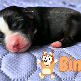 Bingo - Black tri female Miniature American Shepherd puppy in Millington, Tennessee from Goading Glee Glade