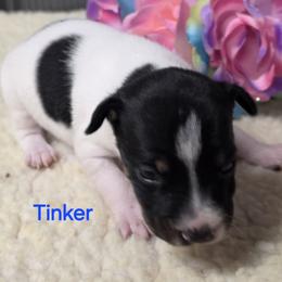 Tinker - White black and tan female Rat Terrier puppy in Divide, Colorado from Outlaw Farm and Kennel